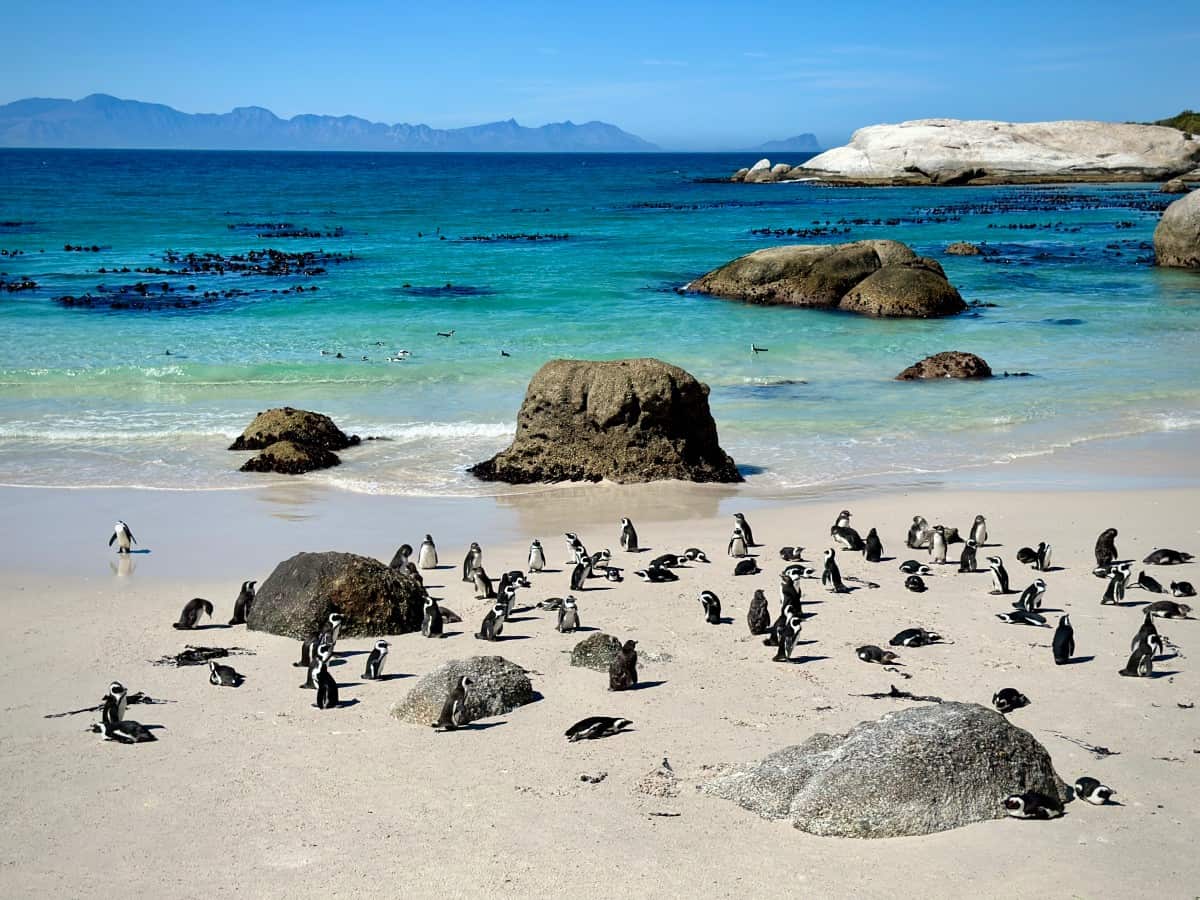 boulders_beach_penguins